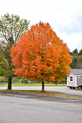 Sugar Maple (Acer saccharum) at Debbie's Greenhouse & Garden Centre