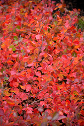 Gro-Low Fragrant Sumac (Rhus aromatica 'Gro-Low') at Debbie's Greenhouse & Garden Centre