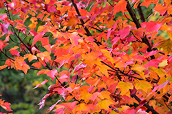 Red Rocket Red Maple (Acer rubrum 'Red Rocket') at Debbie's Greenhouse & Garden Centre