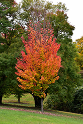 Red Rocket Red Maple (Acer rubrum 'Red Rocket') at Debbie's Greenhouse & Garden Centre