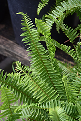 Sword Fern (Nephrolepis cordifolia) at Debbie's Greenhouse & Garden Centre