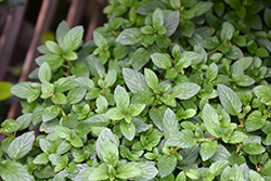 Peppermint (Mentha x piperita) at Debbie's Greenhouse & Garden Centre