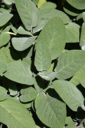 Common Sage (Salvia officinalis) at Debbie's Greenhouse & Garden Centre