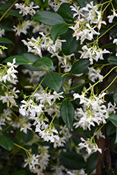 Confederate Star-Jasmine (Trachelospermum jasminoides) at Debbie's Greenhouse & Garden Centre