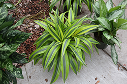 Goldstar Dracaena (Dracaena warneckii 'Goldstar') at Debbie's Greenhouse & Garden Centre
