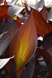 Australia Canna (Canna 'Australia') at Debbie's Greenhouse & Garden Centre