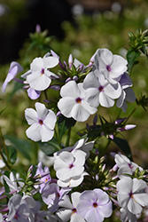 Fashionably Early Lavender Ice Garden Phlox (Phlox 'Fashionably Early Lavender Ice') at Debbie's Greenhouse & Garden Centre