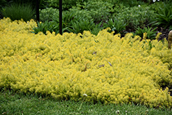 Angelina Stonecrop (Sedum rupestre 'Angelina') at Debbie's Greenhouse & Garden Centre
