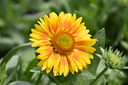 Arizona Apricot Blanket Flower (Gaillardia x grandiflora 'Arizona Apricot') at Debbie's Greenhouse & Garden Centre