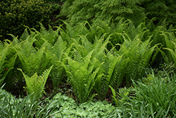 Ostrich Fern (Matteuccia struthiopteris) at Debbie's Greenhouse & Garden Centre