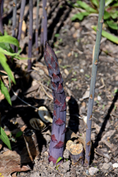 Sweet Purple Asparagus (Asparagus 'Sweet Purple') at Debbie's Greenhouse & Garden Centre