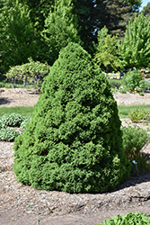 Dwarf Alberta Spruce (Picea glauca 'Conica') at Debbie's Greenhouse & Garden Centre
