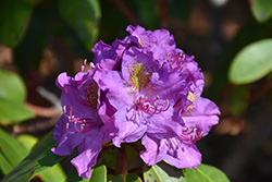 Dandy Man Purple Rhododendron (Rhododendron 'LAVJ2011') at Debbie's Greenhouse & Garden Centre