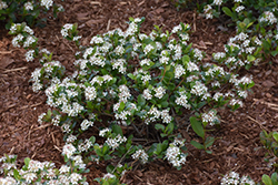 Low Scape Mound Aronia (Aronia melanocarpa 'UCONNAM165') at Debbie's Greenhouse & Garden Centre
