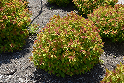 Double Play Big Bang Spirea (Spiraea 'Tracy') at Debbie's Greenhouse & Garden Centre