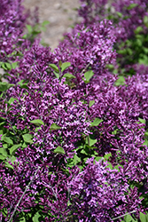 Bloomerang Dark Purple Lilac (Syringa 'SMSJBP7') at Debbie's Greenhouse & Garden Centre