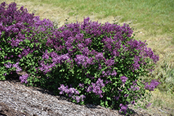 Bloomerang Dark Purple Lilac (Syringa 'SMSJBP7') at Debbie's Greenhouse & Garden Centre