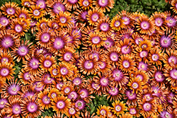 Fire Spinner Ice Plant (Delosperma 'Fire Spinner') at Debbie's Greenhouse & Garden Centre