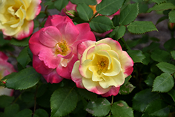Campfire Rose (Rosa 'Campfire') at Debbie's Greenhouse & Garden Centre