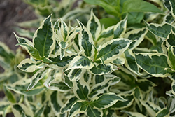 Cool Splash Bush Honeysuckle (Diervilla sessilifolia 'LPDC Podaras') at Debbie's Greenhouse & Garden Centre