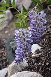 Blue Moon Wisteria (Wisteria macrostachya 'Blue Moon') at Debbie's Greenhouse & Garden Centre