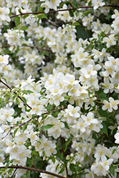 Blizzard Mockorange (Philadelphus 'Blizzard') at Debbie's Greenhouse & Garden Centre