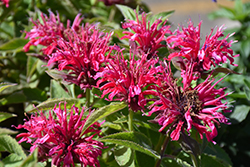 Pardon My Cerise Beebalm (Monarda didyma 'Pardon My Cerise') at Debbie's Greenhouse & Garden Centre