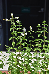 Spearmint (Mentha spicata) at Debbie's Greenhouse & Garden Centre