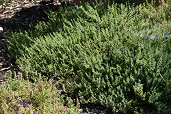 Common Thyme (Thymus vulgaris) at Debbie's Greenhouse & Garden Centre