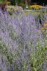 Blue Steel Russian Sage (Perovskia atriplicifolia 'Blue Steel') at Debbie's Greenhouse & Garden Centre