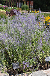 Blue Steel Russian Sage (Perovskia atriplicifolia 'Blue Steel') at Debbie's Greenhouse & Garden Centre
