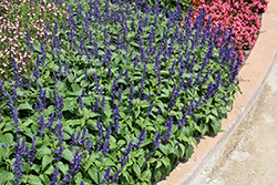 Mysty Salvia (Salvia 'Balsalmysty') at Debbie's Greenhouse & Garden Centre