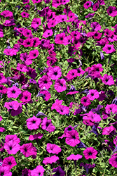 Easy Wave Violet Petunia (Petunia 'Easy Wave Violet') at Debbie's Greenhouse & Garden Centre
