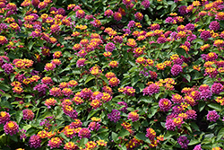 Lucky Sunrise Rose Lantana (Lantana camara 'Lucky Sunrise Rose') at Debbie's Greenhouse & Garden Centre