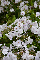 Fashionably Early Crystal Garden Phlox (Phlox 'Fashionably Early Crystal') at Debbie's Greenhouse & Garden Centre
