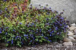 Plumbago (Ceratostigma plumbaginoides) at Debbie's Greenhouse & Garden Centre
