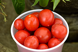 Topsy Tom Tomato (Solanum lycopersicum 'Topsy Tom') at Debbie's Greenhouse & Garden Centre