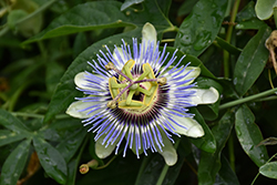 Blue Bahama Passion Flower (Passiflora caerulea 'Blue Bahama') at Debbie's Greenhouse & Garden Centre
