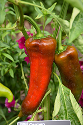 Carmen Sweet Pepper (Capsicum annuum 'Carmen') at Debbie's Greenhouse & Garden Centre