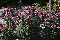 Coral Creme Drop Garden Phlox (Phlox paniculata 'Ditomdre') at Debbie's Greenhouse & Garden Centre
