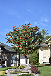 Russian Mountain Ash (Sorbus aucuparia 'Rossica') at Debbie's Greenhouse & Garden Centre