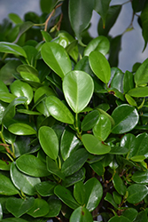 Moclame Ficus (Ficus microcarpa 'Moclame') at Debbie's Greenhouse & Garden Centre