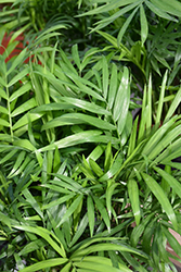 Neanthe Bella Palm (Chamaedorea elegans) at Debbie's Greenhouse & Garden Centre