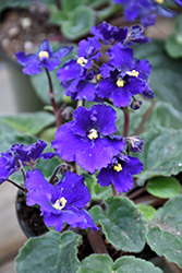 Blue African Violet (Saintpaulia 'Blue') at Debbie's Greenhouse & Garden Centre