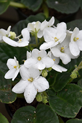 White African Violet (Saintpaulia 'White') at Debbie's Greenhouse & Garden Centre