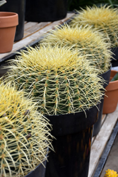 Golden Barrel Cactus (Echinocactus grusonii) at Debbie's Greenhouse & Garden Centre