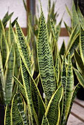 Futura Superba Snake Plant (Sansevieria trifasciata 'Futura Superba') at Debbie's Greenhouse & Garden Centre
