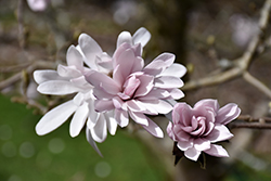 Centennial Blush Magnolia (Magnolia stellata 'Centennial Blush') at Debbie's Greenhouse & Garden Centre