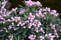 Blue Ice Bog Rosemary (Andromeda polifolia 'Blue Ice') at Debbie's Greenhouse & Garden Centre