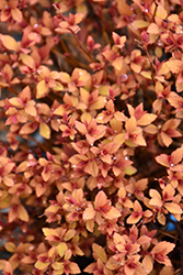 Poprocks Rainbow Fizz Spirea (Spiraea japonica 'Matgold') at Debbie's Greenhouse & Garden Centre